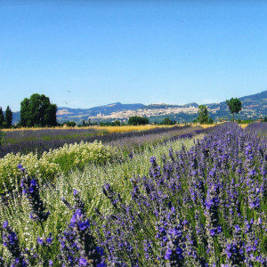 festa lavanda 2