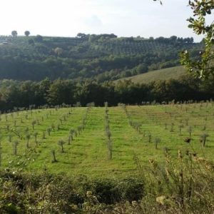 Olea Mundi – Lugnano in Teverina (Tr)